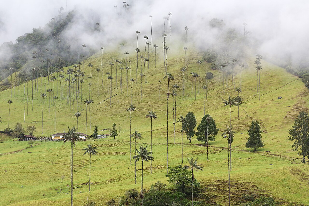 Valle de Cocora — Eje Cafetero, Colombia