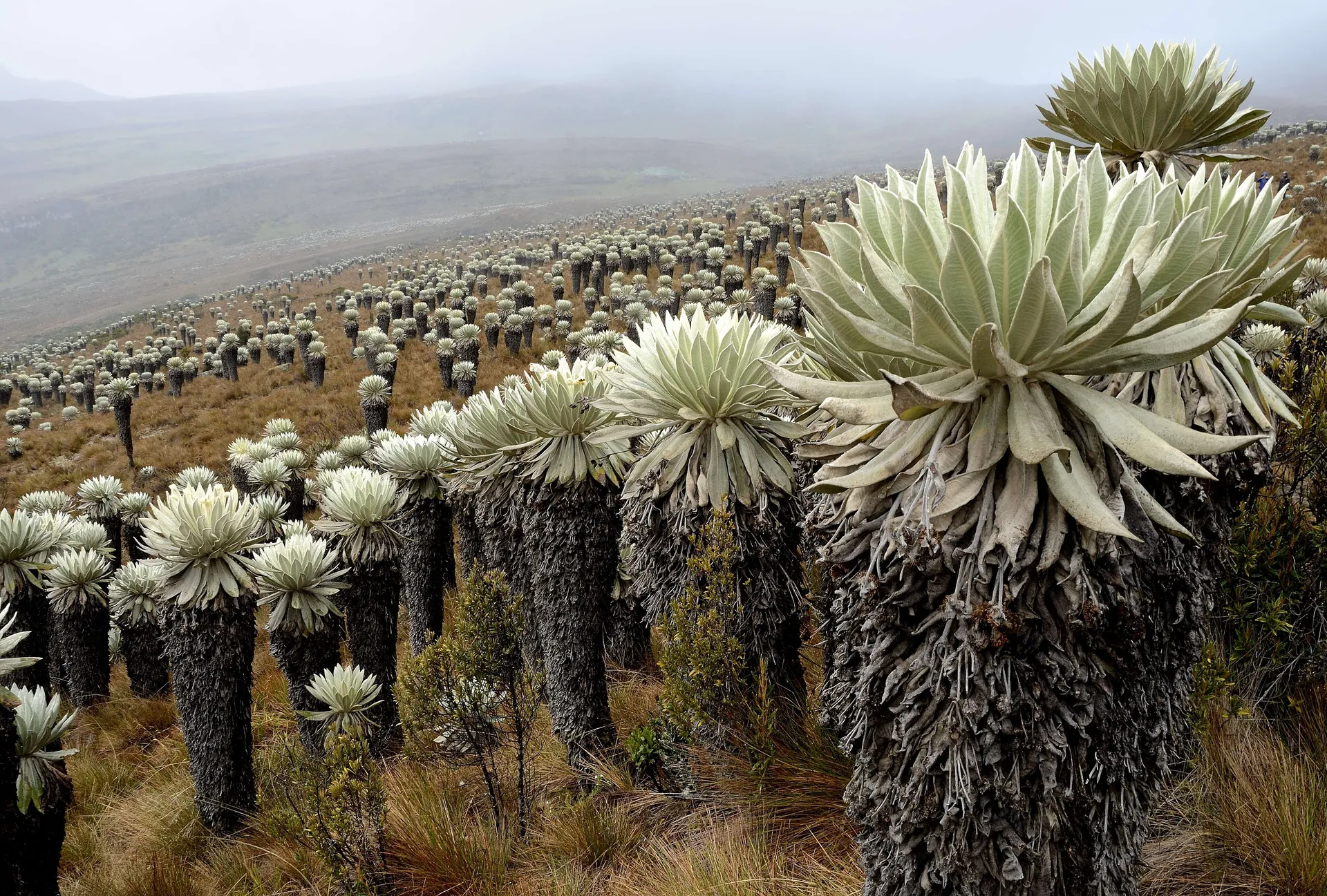 Frailejones del Páramo de Ocetá, Boyacá