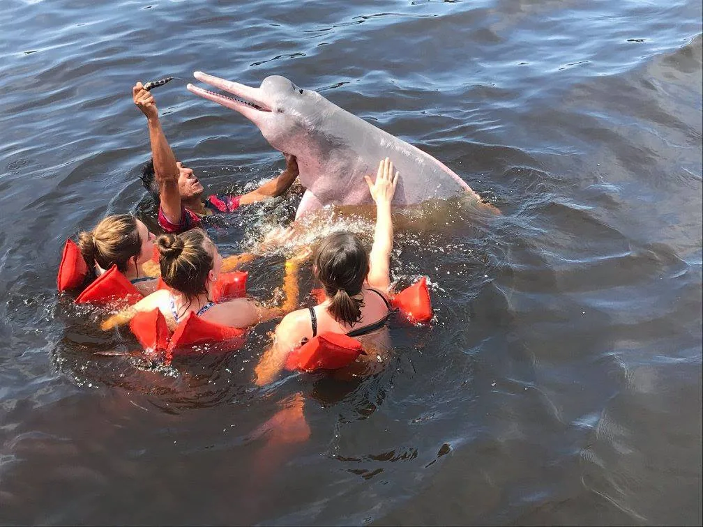 Delfín rosado — Río Amazonas, Amazonas