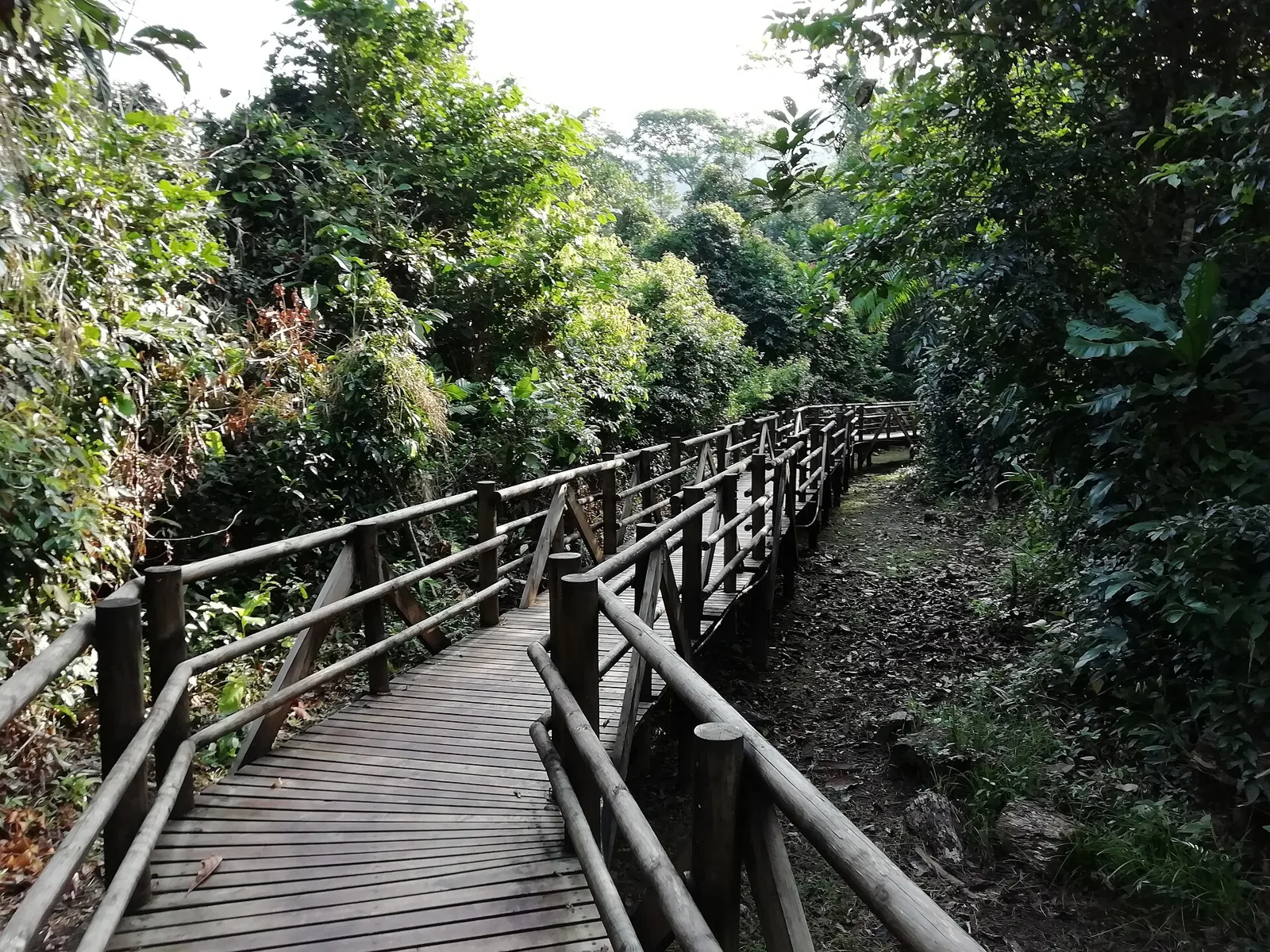 Manglares — PNN Utría, Chocó