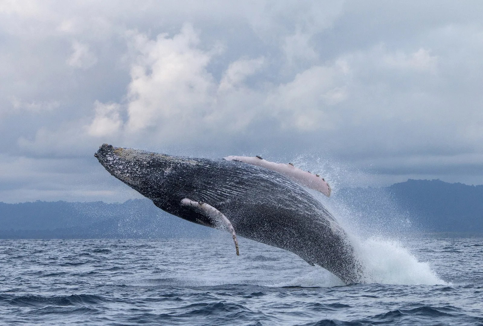 Ballenas jorobadas — Pacífico chocoano