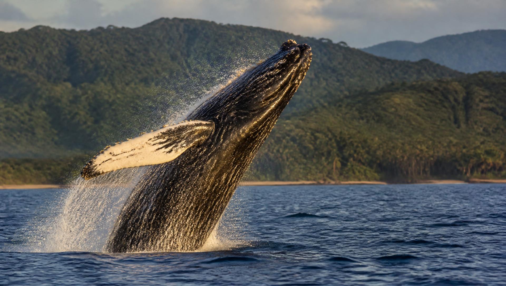 Avistamiento de Ballenas 4 días desde Bogotá